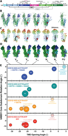 Structures and population distributions in global conformational ensemble reconstructions (GCERs) of G551D-6SS-hCFTR.