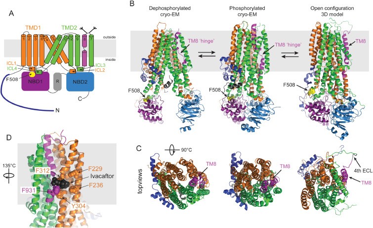 CFTR: New insights into structure and function and implications for modulation by small molecules