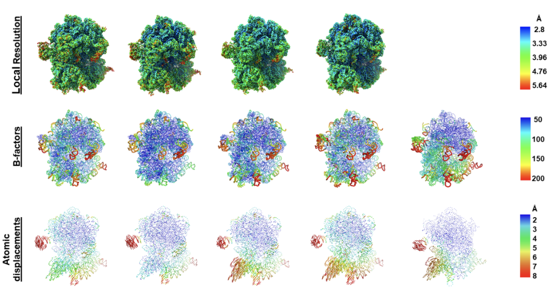 Cryo-EM structures of ATP-bound hydrolysis-deficient EQ2 mutants of E. coli EttA,