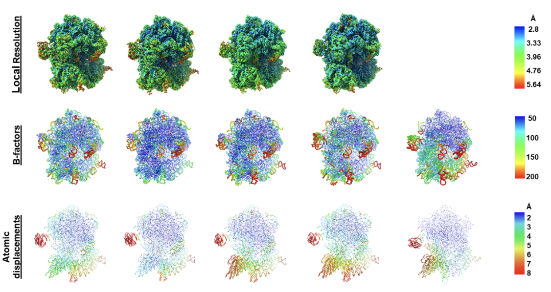 Cryo-EM structures of ATP-bound hydrolysis-deficient EQ2 mutants of E. coli EttA, 