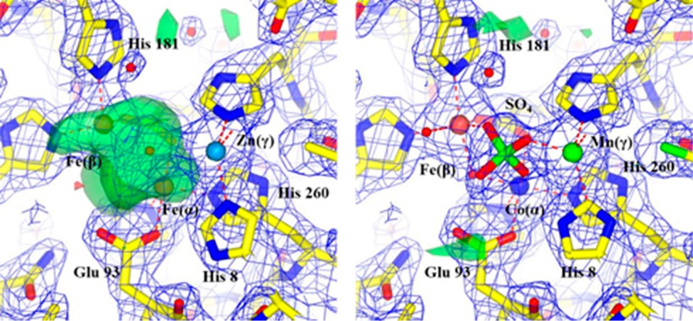 High-Throughput PIXE as an Essential Quantitative Assay for Accurate Metalloprotein Structural Analysis: Development and Application