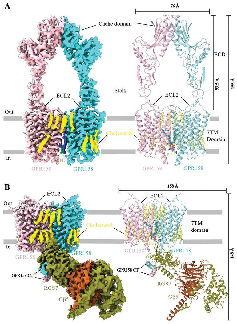 Cryo-EM structure of human GPR158 receptor coupled to the RGS7-Gβ5 signaling complex