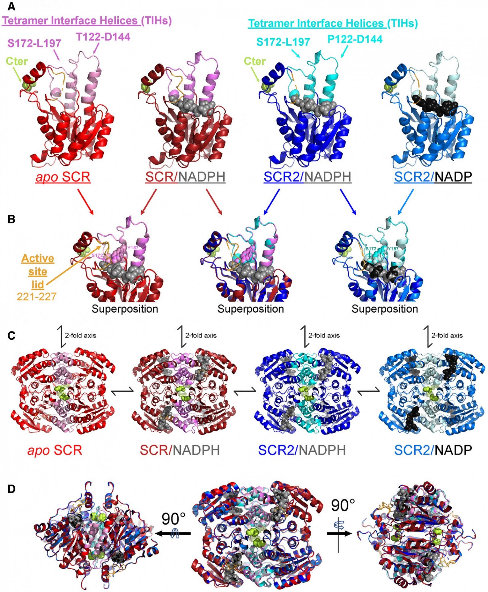 Oligomeric interactions maintain active-site structure in a noncooperative enzyme family