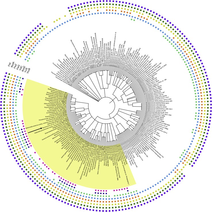 ZapG (YhcB/DUF1043), a novel cell division protein in gamma-proteobacteria linking the Z-ring to septal peptidoglycan synthesis