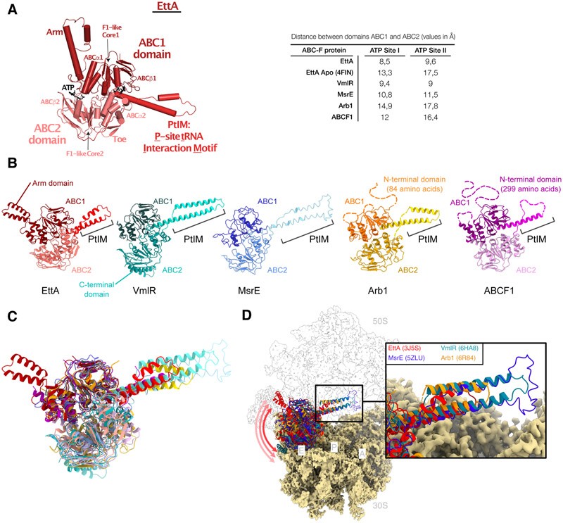 ABC-F translation factors: from antibiotic resistance to immune response