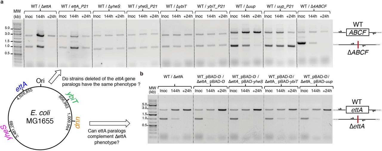 Comparison of the effects of deleting each of the four E. coli ABCF paralogs on fitness in long-term stationary phase.