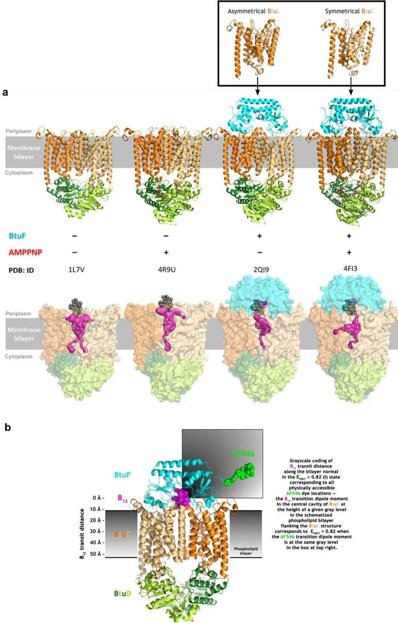 Real-time observation of vitamin B12 transport by BtuCD-F at the single-molecule level