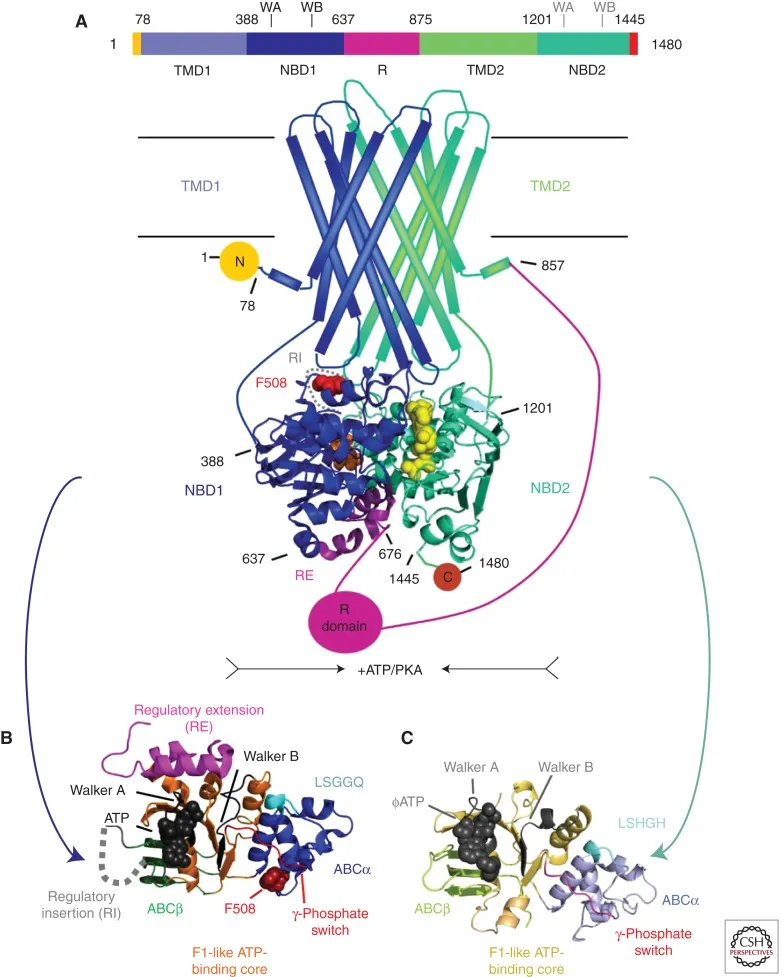 The human Cystic Fibrosis Transmembrane Conductance Regulator (CFTR).
