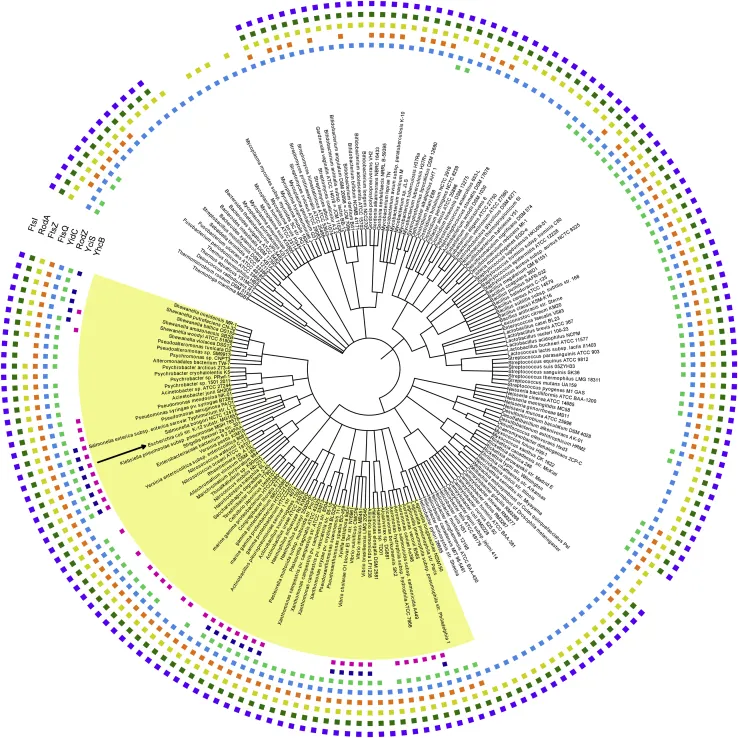 ZapG (YhcB/DUF1043), a novel cell division protein in gamma-proteobacteria linking the Z-ring to septal peptidoglycan synthesis